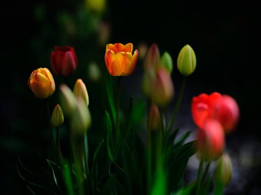 Yazın renkli lale tarlası