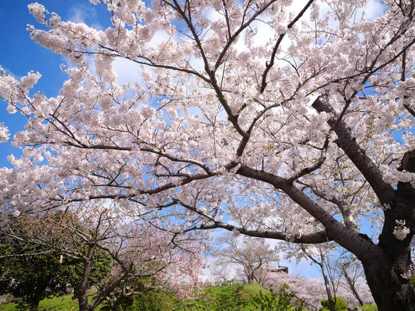 Matsuma Hrad Třešňové Květy — Stock fotografie