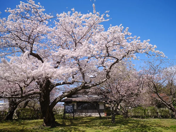Matsumae Kastély Cseresznyevirág — Stock Fotó
