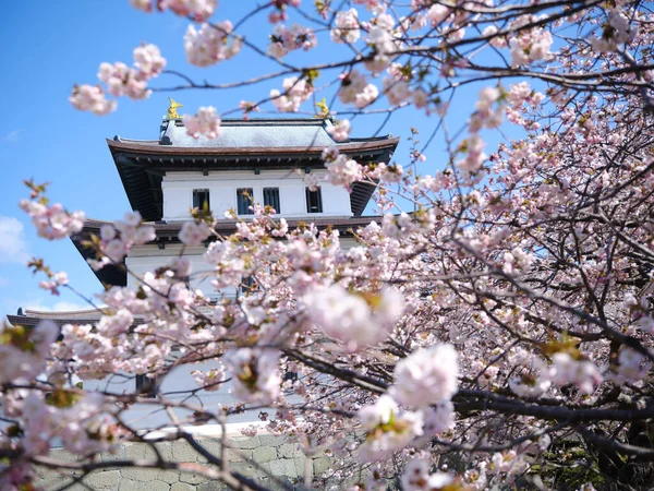 Castelo Matsumae Flores Cereja — Fotografia de Stock