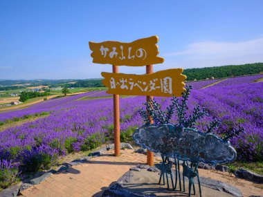 Yaz Hokkaido 'sunda labender tarlası 