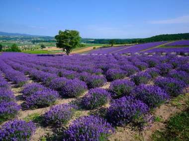 Yaz Hokkaido 'sunda labender tarlası 