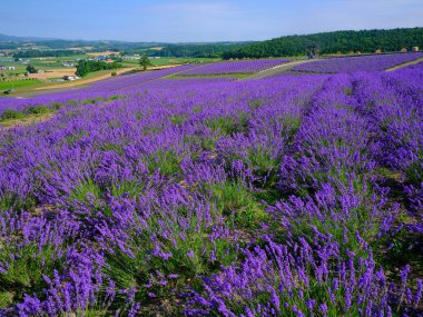 Yaz Hokkaido 'sunda labender tarlası 