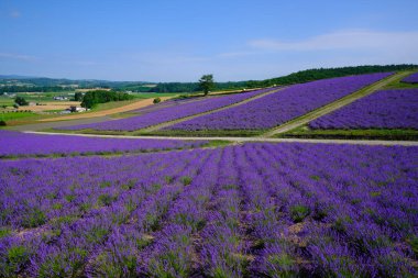 Yaz Hokkaido 'sunda labender tarlası 