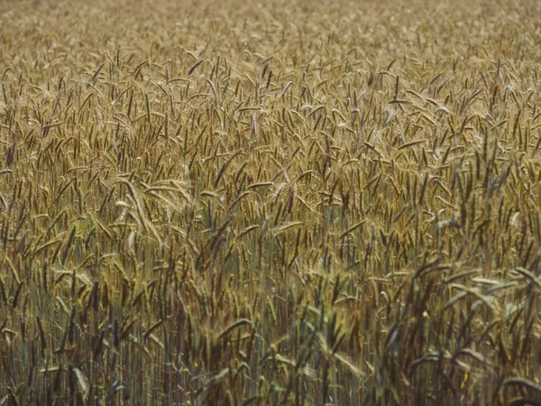 Campo Trigo Verão Hokkaido — Fotografia de Stock