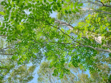 Rebun Adası 'ndaki betula ormanı