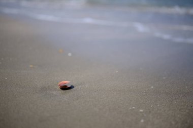 Yaz mevsiminde kabuklu deniz hayvanı ve dalga