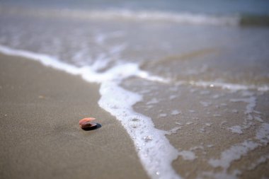 Yaz mevsiminde kabuklu deniz hayvanı ve dalga