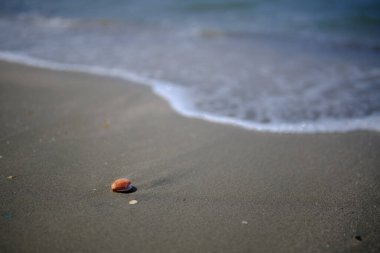 Yaz mevsiminde kabuklu deniz hayvanı ve dalga