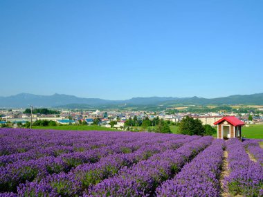 Yaz Hokkaido 'sunda labender tarlası