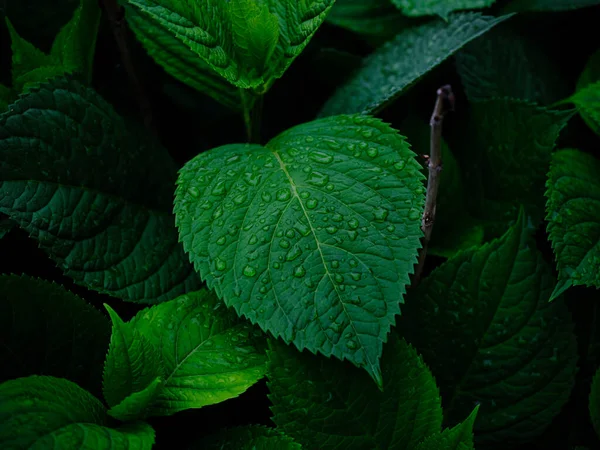 Goccia Pioggia Sull Erba Verde — Foto Stock