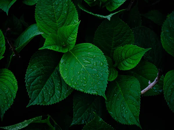 Goccia Pioggia Sull Erba Verde — Foto Stock