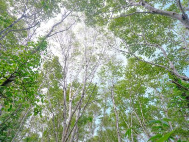Rebun Adası 'ndaki betula ormanı