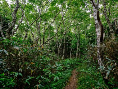 Yaz mevsiminde rebun dağ yolu