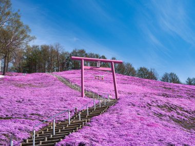 İlkbaharda hokkaido 'da yosun filizi
