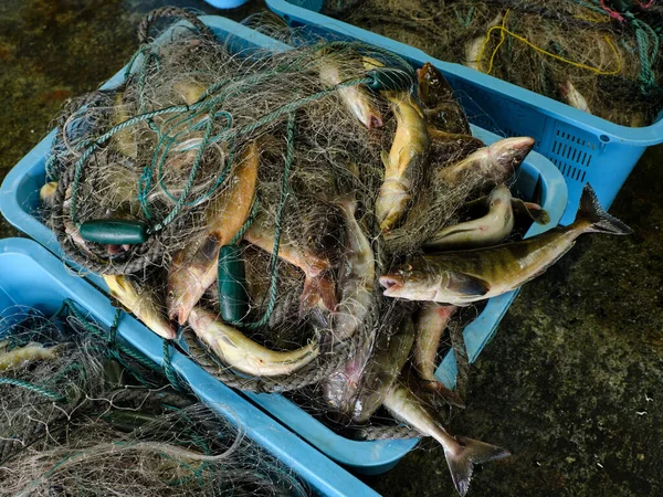 Makrela Atka Sektorze Rybołówstwa — Zdjęcie stockowe