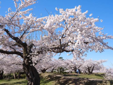 Japonya 'da kiraz çiçekleri var.