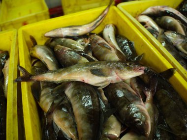 Balıkçılık endüstrisindeki Atka uskumrusu