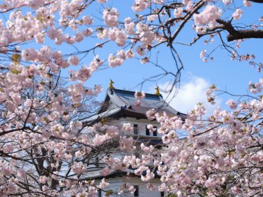 matsumae kalesi ve kiraz çiçekleri