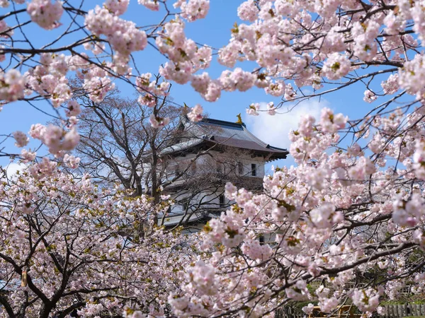 Κάστρο Matsumae Και Άνθη Κερασιάς — Φωτογραφία Αρχείου