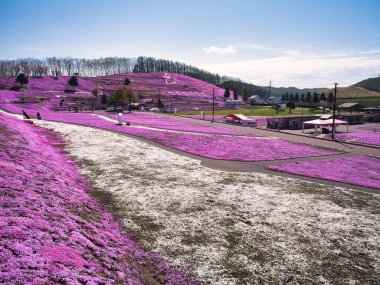 İlkbaharda hokkaido 'da yosun filizi