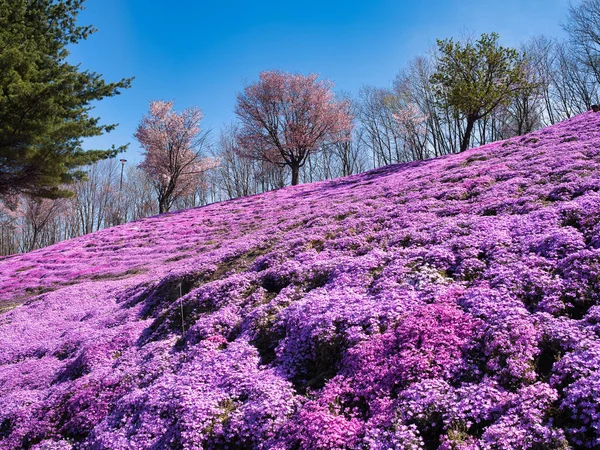 Moss Phlox Primavera Hokkaido — Fotografia de Stock