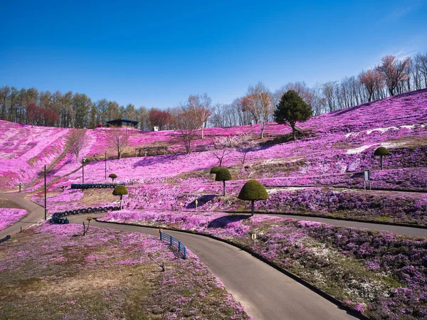 İlkbaharda hokkaido 'da yosun filizi