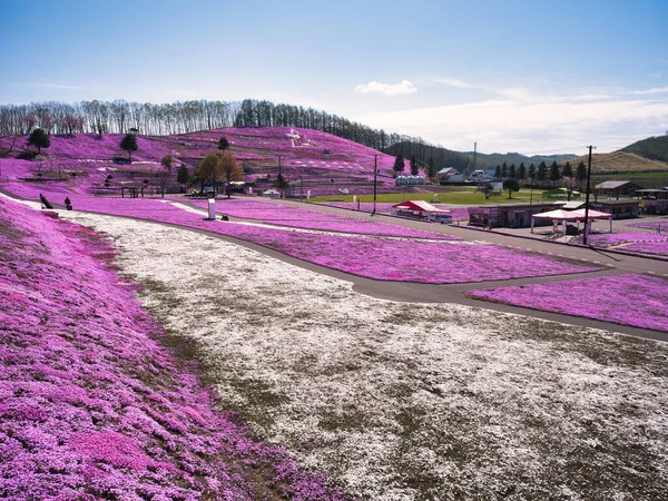 İlkbaharda hokkaido 'da yosun filizi