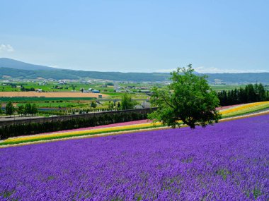 Yaz Hokkaido 'sunda labender tarlası  