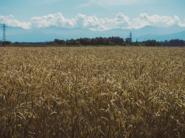 Σιτάρι Τομέα Καλοκαίρι Hokkaido — Φωτογραφία Αρχείου