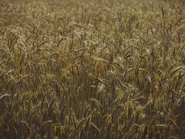 Пшеничне Поле Літньому Хоккайдо — стокове фото