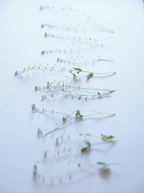 yaz çiçekli beyaz arkaplan