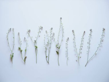 yaz çiçekli beyaz arkaplan