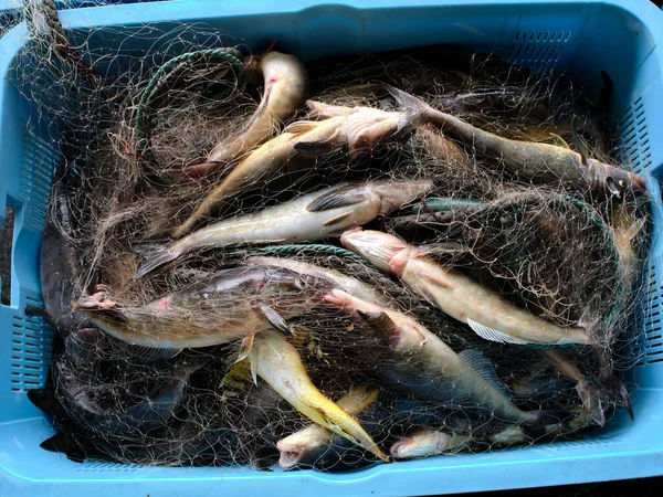 Atka Makrele Der Fischereiindustrie — Stockfoto