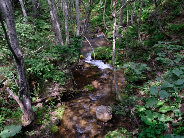 知床北海道の小さな川 — ストック写真