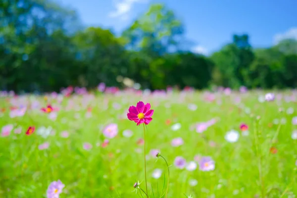 Kosmos Květ Létě Hokkaido — Stock fotografie