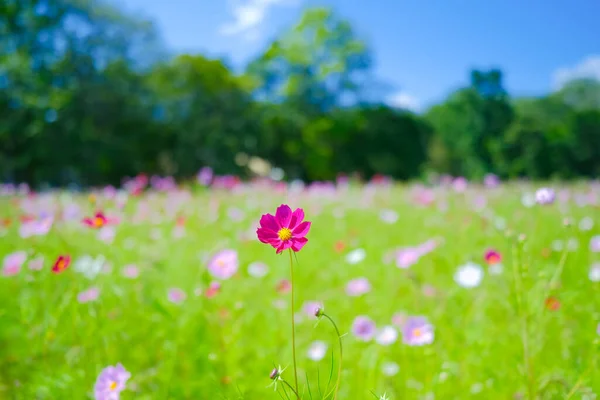 Flor Cosmos Verão Hokkaido — Fotografia de Stock