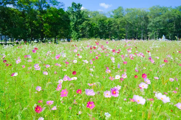 Flor Cosmos Verão Hokkaido — Fotografia de Stock