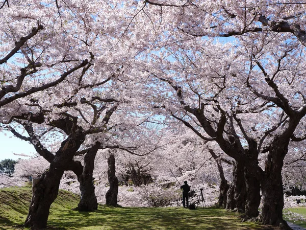 Somiyoshino Flores Cerezo Japón — Foto de Stock