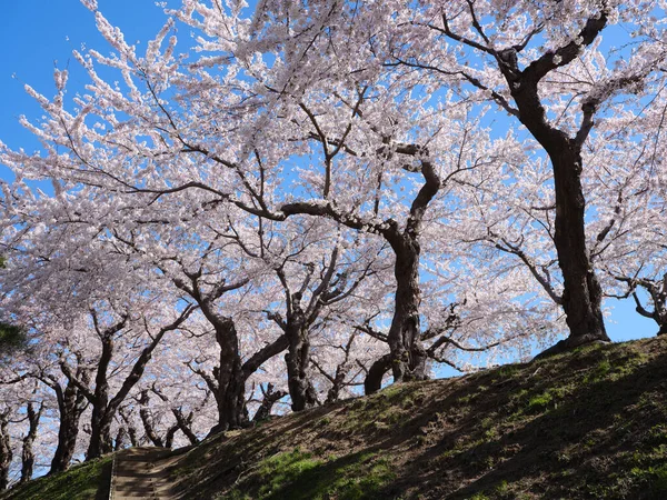 Nějaké Třešňové Květy Japonsku — Stock fotografie