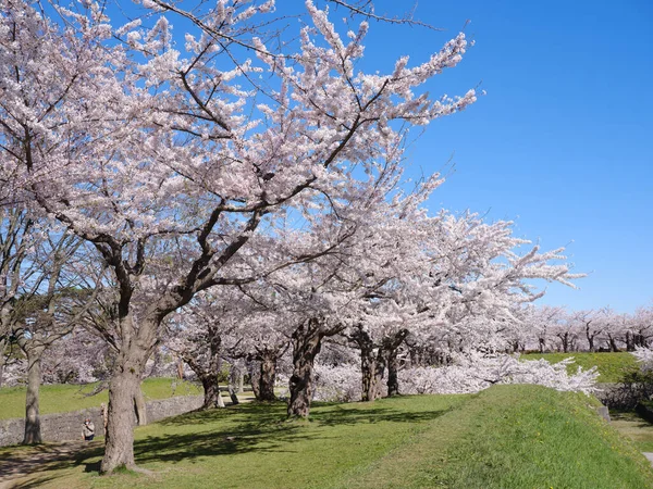 Kwitną Kwiaty Wiśni Japonii — Zdjęcie stockowe
