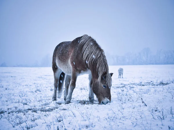 Häst Vintern Skog Hokkaido — Stockfoto