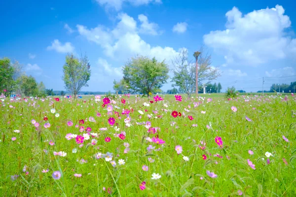 Kosmos Blomma Sommaren Hokkaido — Stockfoto