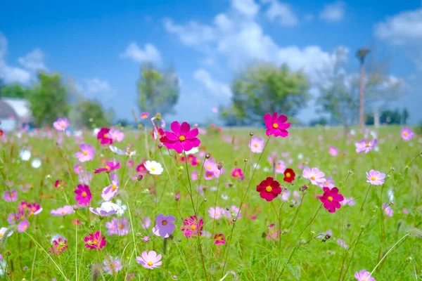 Flor Cosmos Verão Hokkaido — Fotografia de Stock