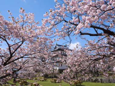 matsumae kalesi ve kiraz çiçekleri