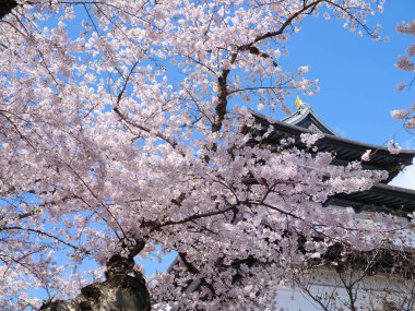 matsumae kalesi ve kiraz çiçekleri