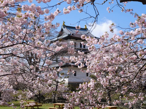 松前城と桜 — ストック写真