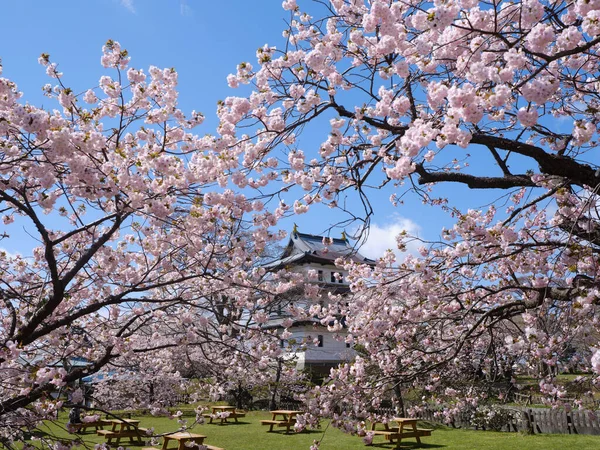 松前城と桜 — ストック写真