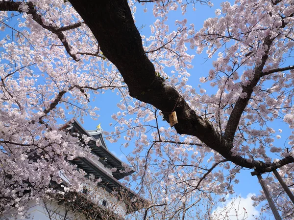 松前城と桜 — ストック写真