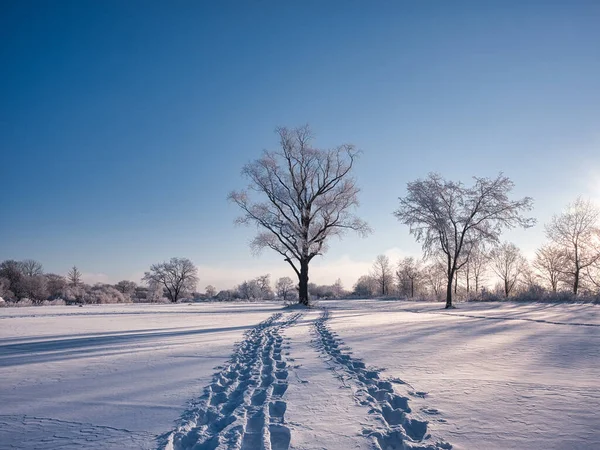 Huella Campo Nieve Hokkaido —  Fotos de Stock